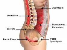 core muscles