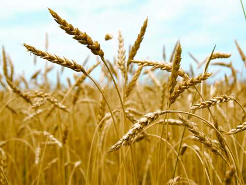 A field of wheat