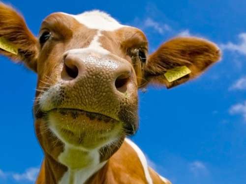 A close-up of a cow’s face