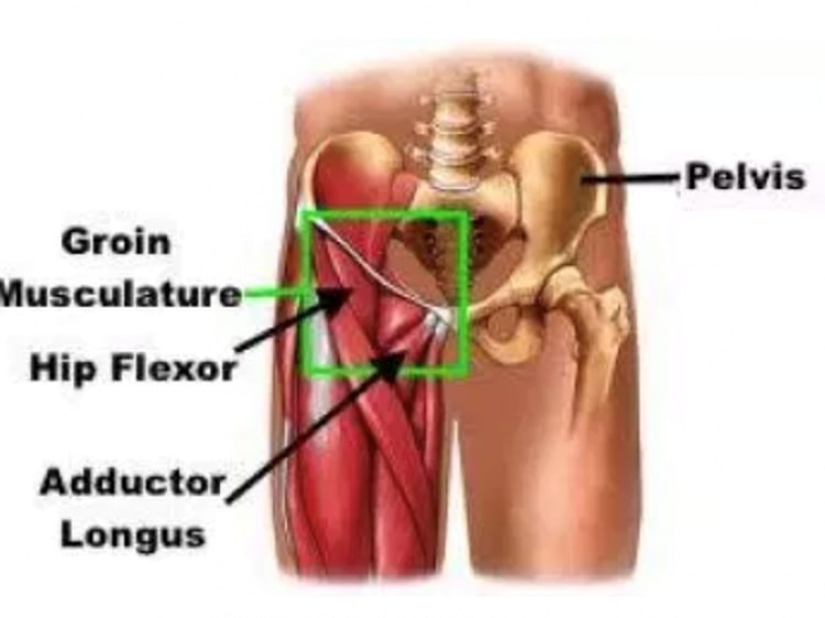 Hip Flexors