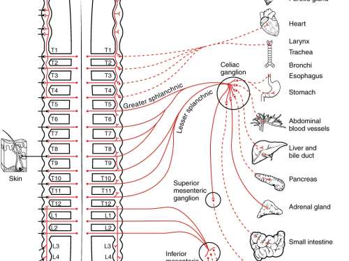 neural pathways