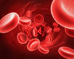 red blood cells